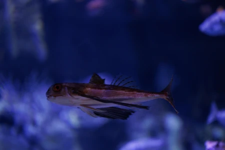 Underwater Fish