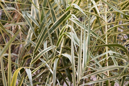 Lush Green Foliage