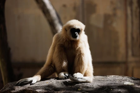 Gibbon Resting on a Rock