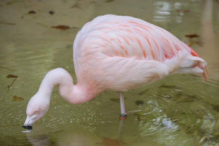 Flamingo in Water