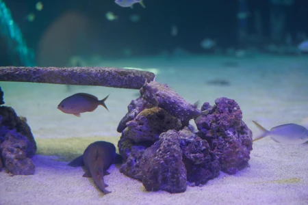 Underwater Aquarium Scene