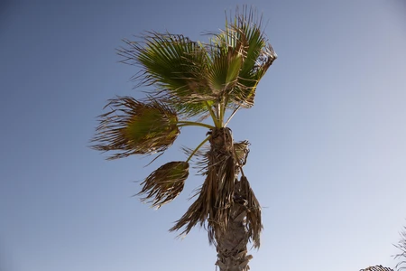 Serene Palm Tree