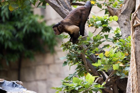 Monkey in a Tree