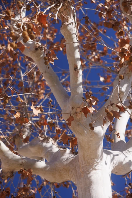 Winter Tree Against Blue Sky