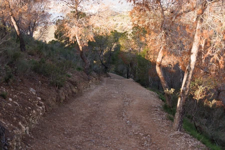 Serene Forest Pathway