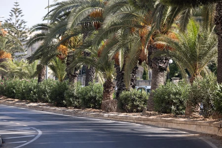 Palm-Lined Road