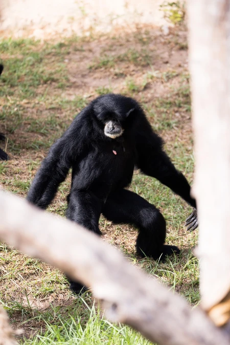 Ape in Natural Habitat