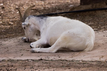 Resting Goat