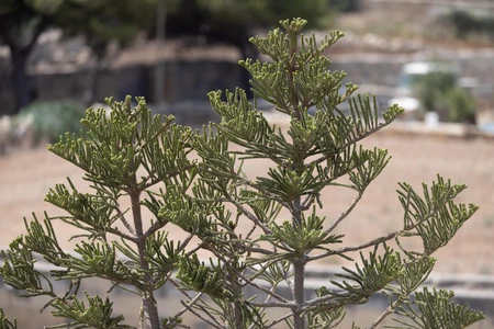 Greenery in Focus
