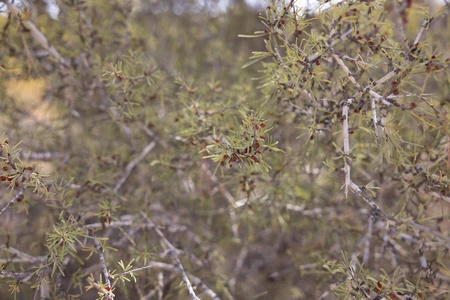 Dense Shrubbery in Nature
