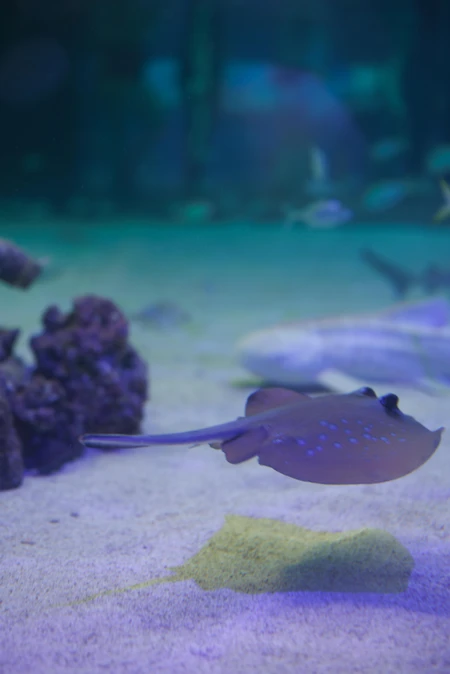 Underwater Serenity