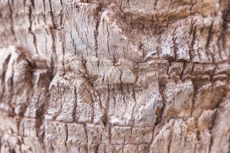 Textured Tree Bark