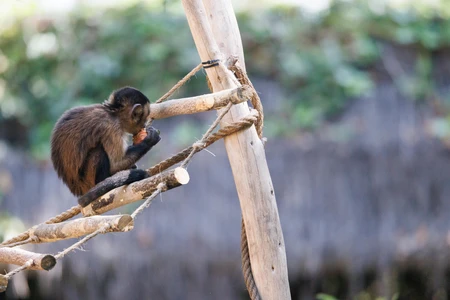 Monkey on a Wooden Structure