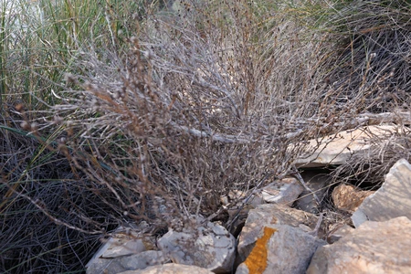 Sparse Vegetation and Rocks