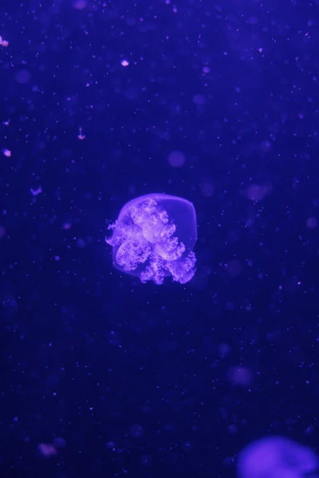 Purple Jellyfish in the Deep Sea