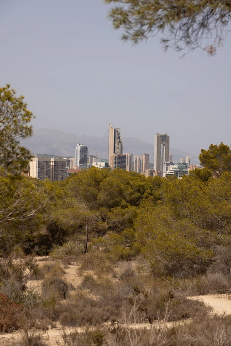 City Skyline with Natural Foreground