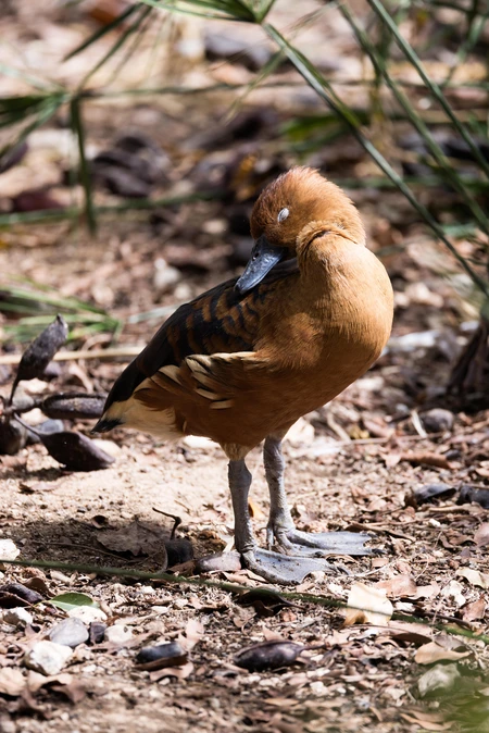 Resting Bird
