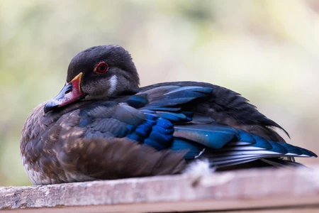 Resting Duck
