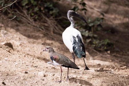 Birds in Natural Habitat