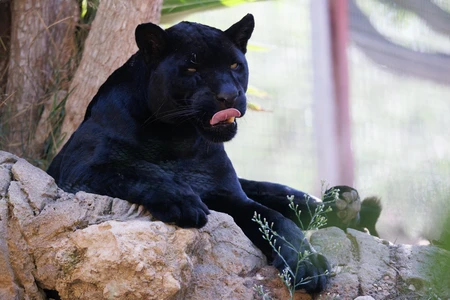 Majestic Black Panther Resting