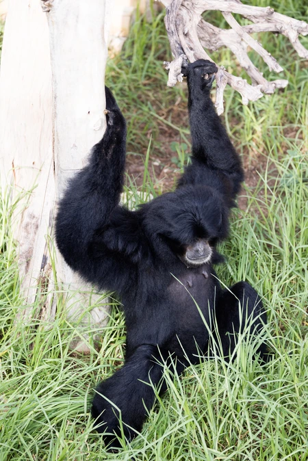 Gibbon Relaxing