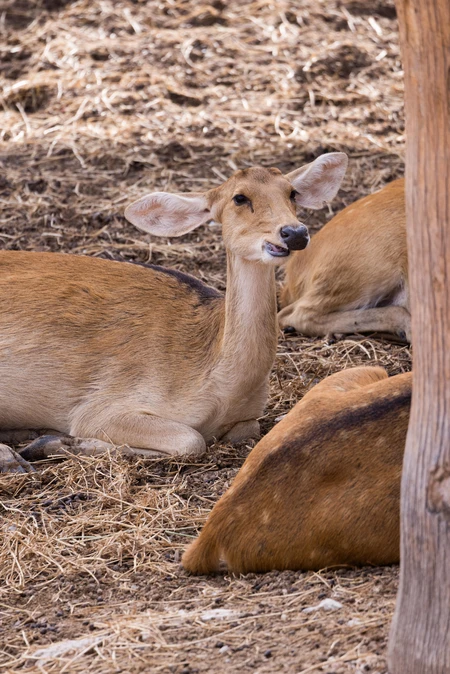 Resting Deer