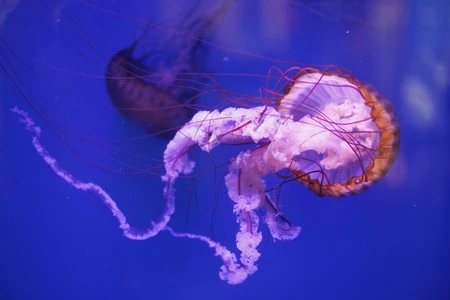 Vibrant Jellyfish in Aquarium