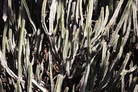 Desert Cactus Close-up