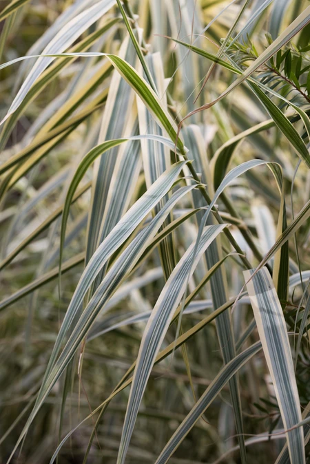 Close-Up of Leafy Grass Blades