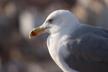 Close-up of a Seagull