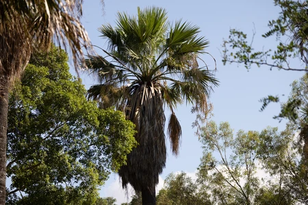 Tall Palm Tree in Bright Sunlight