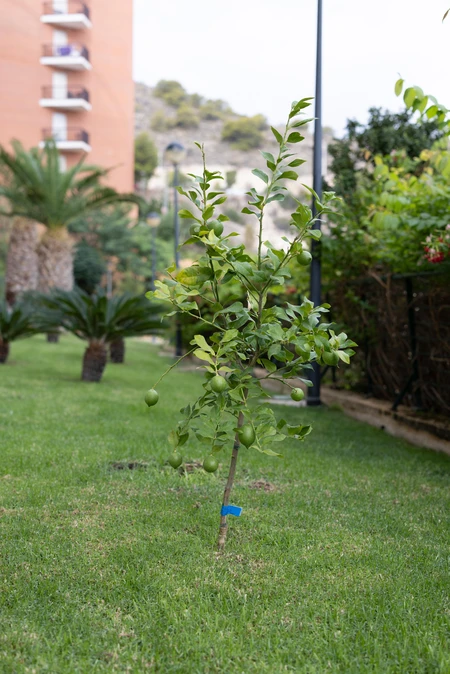 Young Citrus Tree in Urban Garden