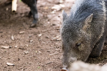 Foraging Wild Boar