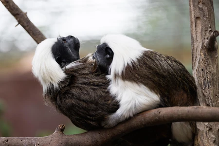 Pair of Monkeys in Their Natural Habitat