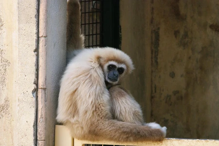 Gibbon Resting