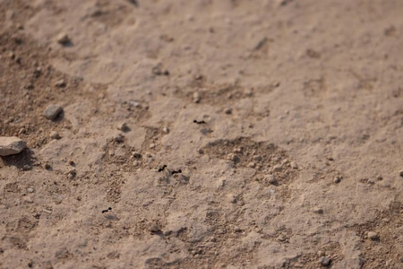 Ants on a Sandy Terrain