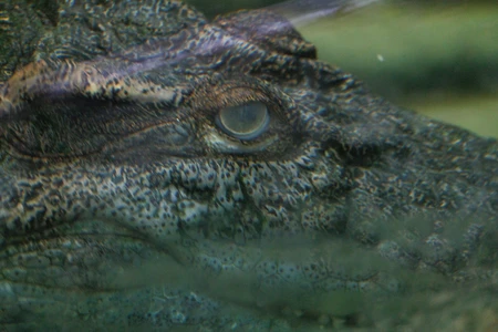 Close-up of a Crocodile Eye