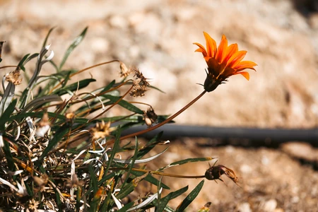 Lone Orange Flower in Sunlight