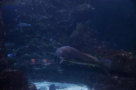 Aquarium Scene