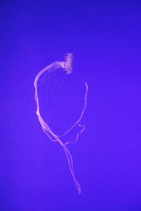 Floating Jellyfish