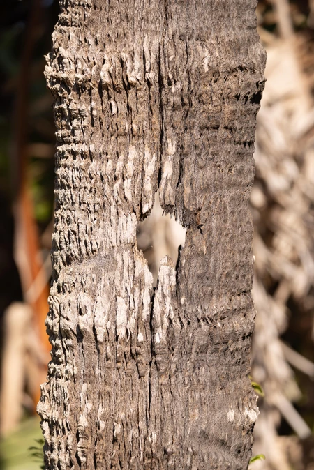 Tree Bark Texture