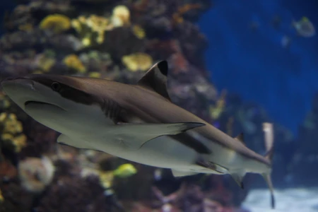 Graceful Shark in Aquarium