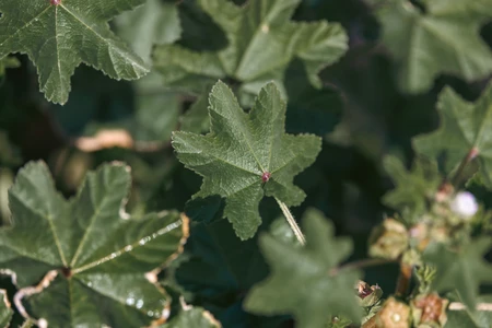 Close-Up of Green Leaves