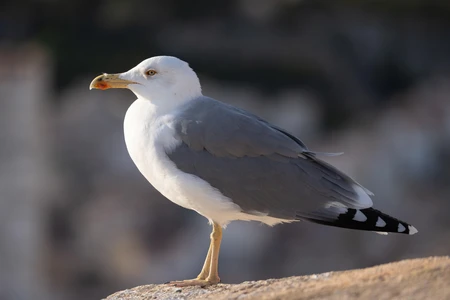 Seagull on the Coast