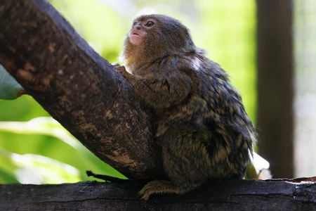 Pygmy Marmoset on a Branch