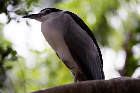 Resting Heron on a Branch