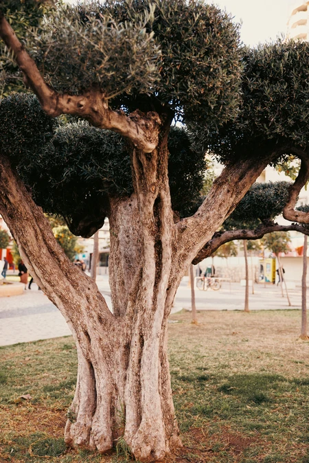 Unique Tree in Urban Setting