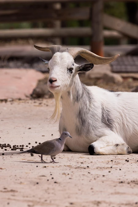 Resting Goat and Bird