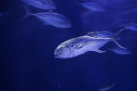 Underwater Serenity