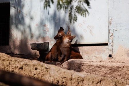 Resting Foxes
